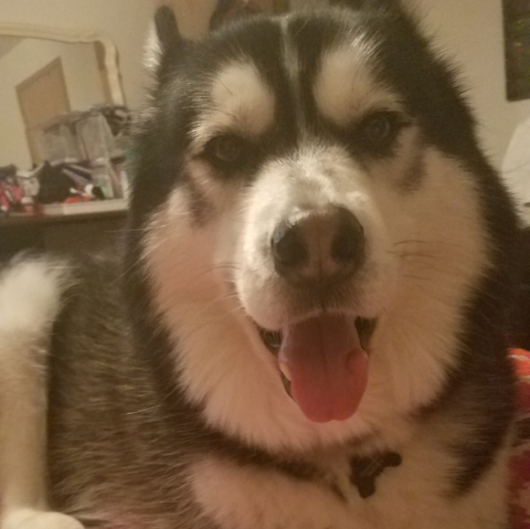 Gunner - Picture 3 of 6